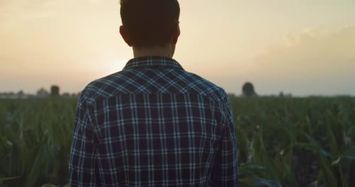 Slow Motion Back View Of a Man Walking Peacefully in a Corn Field During Sunset. Middle