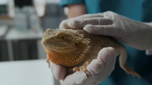 Veterinarian Examines a Bearded Dragon Lizard Pet