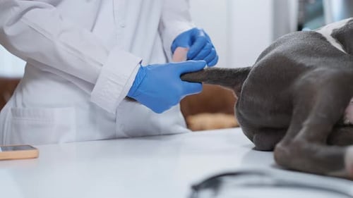 Veterinarian Bandaging a Dog's Tail in Clinic