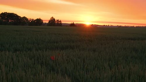 Ears of Green Wheat Close Up Before Harvest at Summer Evening Beautiful Rural Grain Field Landscape