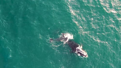 Aerial shot of a small whale playing with its mother in Atlantic Ocean waters.
