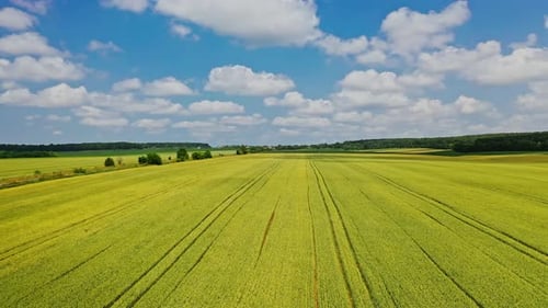 Amazing view of green field opens on the agriculture farming.