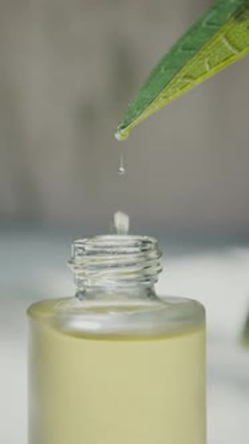 Green Leaf with Essential Oil Drops Natural Therapy