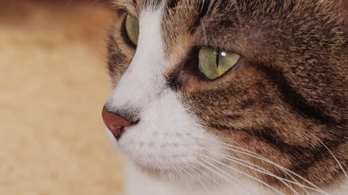 Brown Tabby Cat Close-Up Indoors