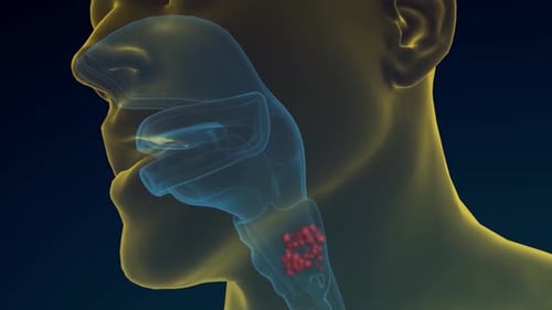 3D Human Respiratory System with Airflow and Particle Animation