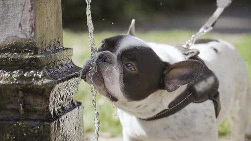 Hund trinkt Wasser aus dem Wasserhahn