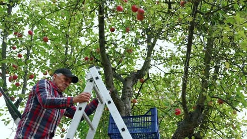 Organic juicy fruits harvesting. Red ripe apple on a tree garden.