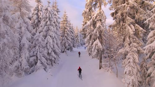 Skirunners in Winter Forest