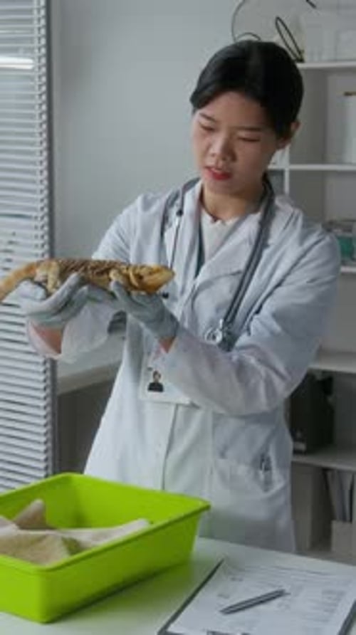 Vet Holding Bearded Dragon in Office Setting