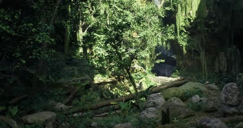 Lush Green Forest with Flowing Creek and Rocky Terrain During Daylight