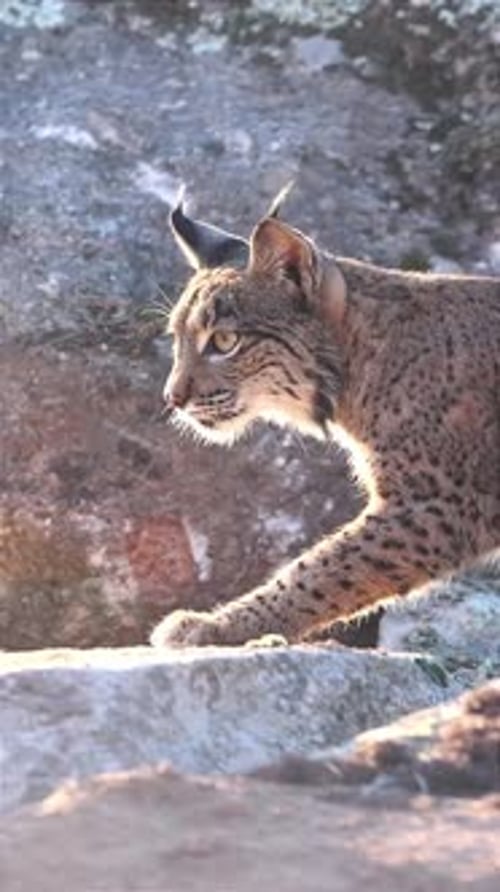 close up portrait of a lynx walking on rocks