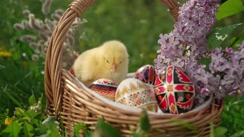 Cute Chick with Decorated Easter Eggs in Basket