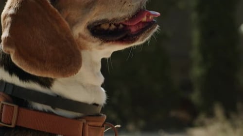 A Beagle Dog is Happily Walking on a Sunlit Nature Trail Exploring the Outdoors with a Leash