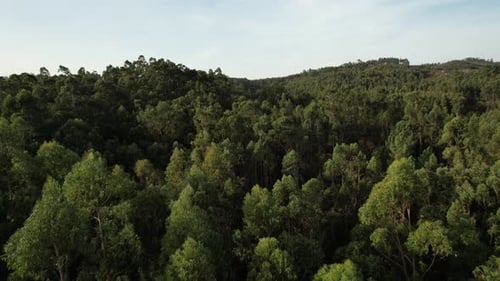 Lush forest of Northern Europe