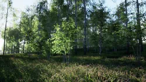 Peaceful Forest Scene with Sunlight Filtering Through Trees