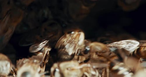 4k video footage of a busy beehive on a bee farm