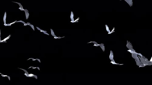 Majestueuse colombe blanche Flying Motion 4K Alpha