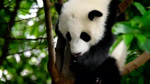 Cute Baby Panda Relaxing in a Tree