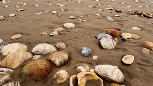 Wide Shot of Beach Sand with Lots of Sea Shells