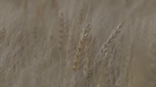 Weizenfeldohren, die sich im sanften Wind wiegen