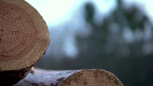 Pile de rondins de bois dans la forêt - gros plan sur fond flou