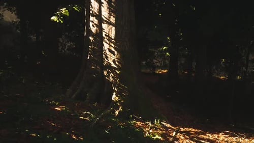 Sunlight Filtering Through Trees Creating Shadows on a Forest Floor at Dusk