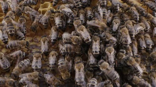 Bees Swarming in Honeycomb Super Macro Footage Insects Working Beehive