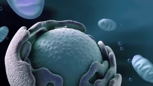 3D Animation of Cellular Process and Interaction