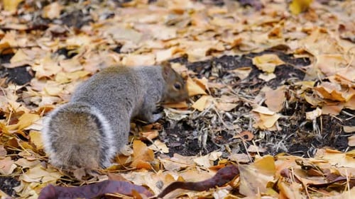 4K Slow motion cinematic footage of a squirrel eating food from the ground, from up close, in Montre