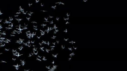 Large Flock of Birds Flying Alpha Channel Transition