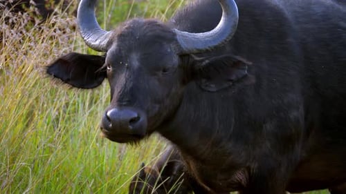 Der schwarze Büffel legte sich hin und kaute das Gras. Säugetiervideos.