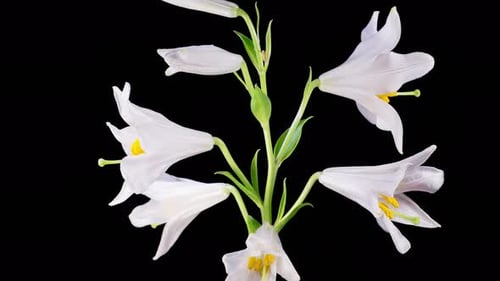 White Lily Blossoming Against a Black Background