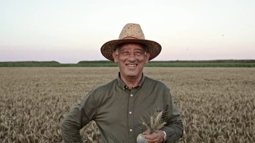 Portrait of senior farmer with hat standing in wheat field examining crop at sunset.