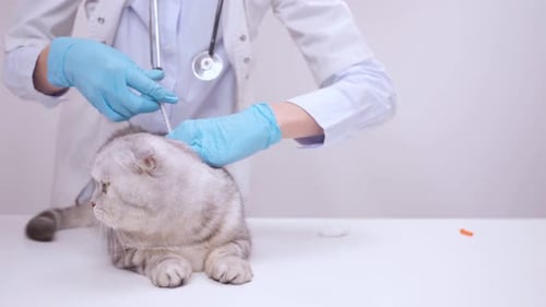 Veterinarian Giving Cat Injection at Clinic