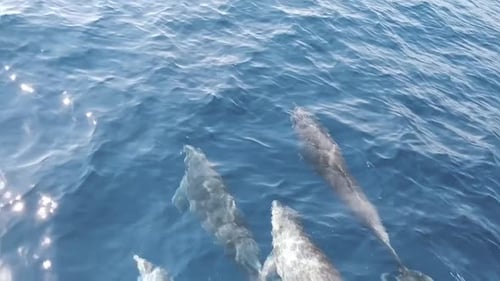 Dolphins Playfully Swimming Together in the Blue Ocean