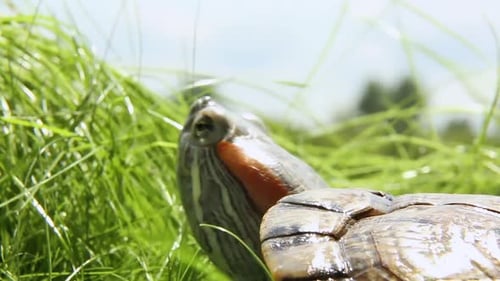 Schildkröte kriecht auf der grünen Grasschildkröte auf blauem Himmelshintergrund