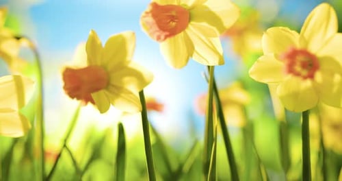 Jonquilles jaune vif qui fleurissent sous un ciel bleu clair au printemps