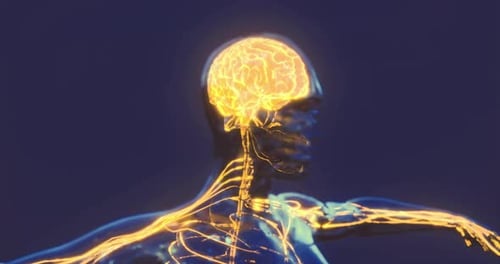 Detailed Visualization of Brain Anatomy Illustrating Neural Pathways