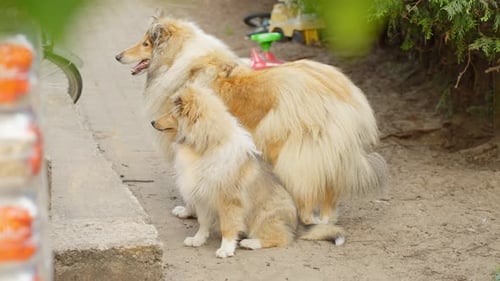 Two Elegant Dogs Standing Together Outdoors