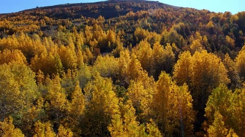 aerial view autumn forest