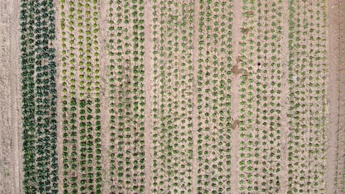 Top-down drone shot of rows and rows of green vegetable farming crops.