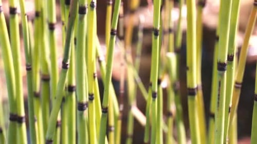 Close view of southern a giant horsetail, Equisetum giganteum.