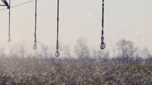 Crop Irrigation on Farmland With Sprinklers
