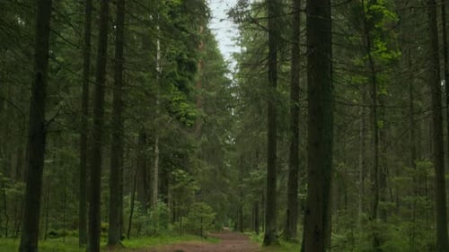 Empty Trail Through Lush Green Forest