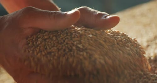Close up shot of an young successful man farmer is controlling with his hands at the moment harves