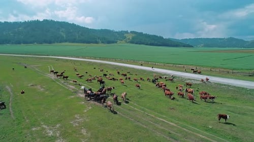 Luftbild einer großen Herde von Kühen und Pferden, die auf einer grünen Sommerlandschaft weiden