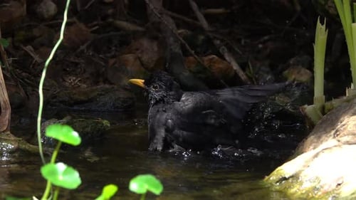 Blackbird bathing in stream