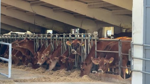 Jersey Dairy Cows Eating Hay in a Modern Barn