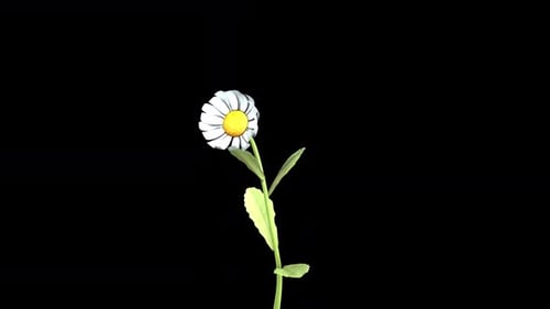 Growing White Daisy Flower Blooming Time-lapse Animation