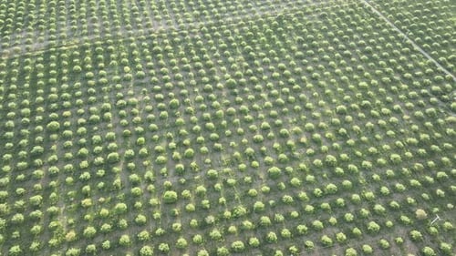 Aerial View Of Pistachio Tree At Sunset